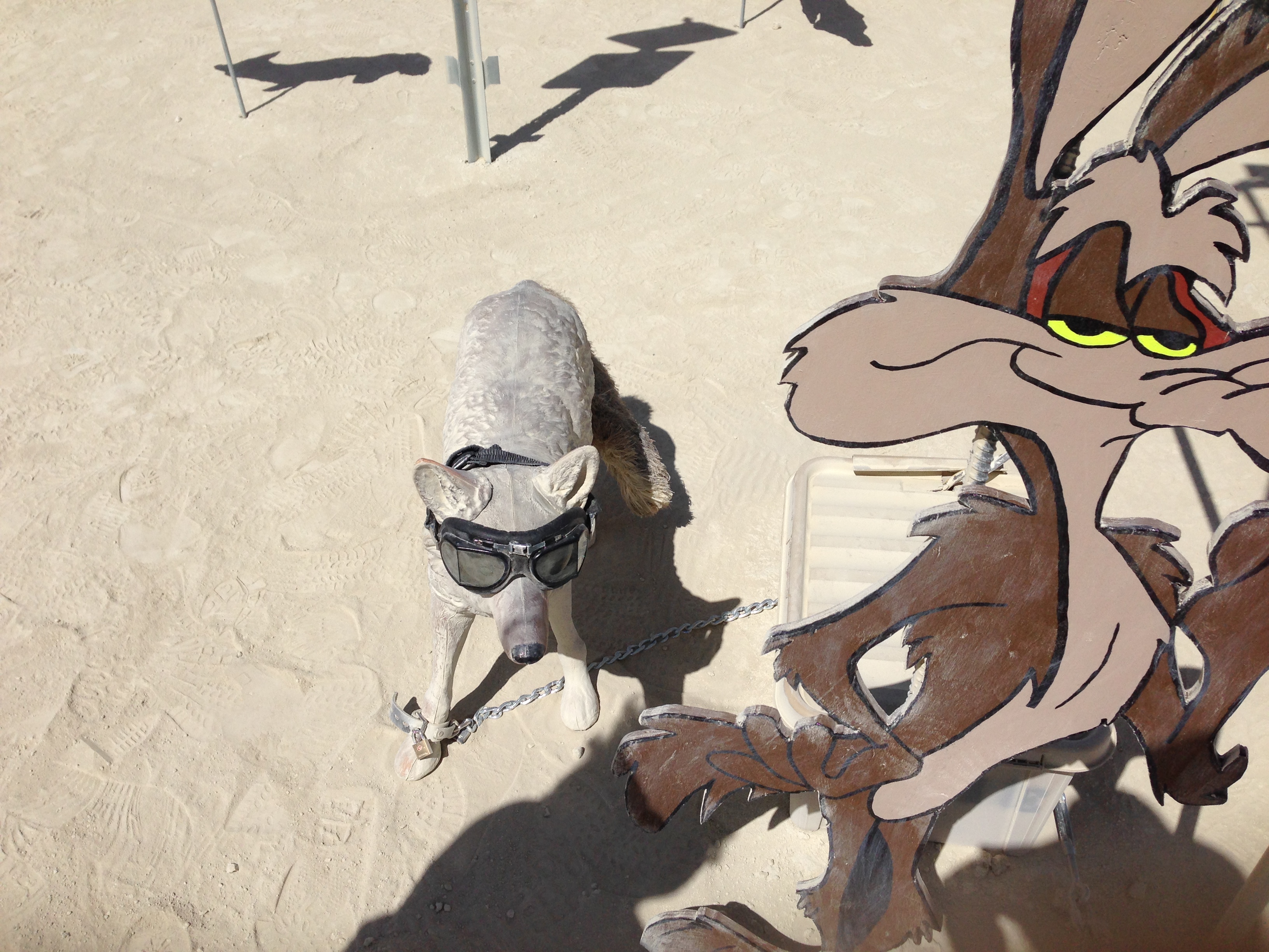 *All* cool coyotes wear shades.