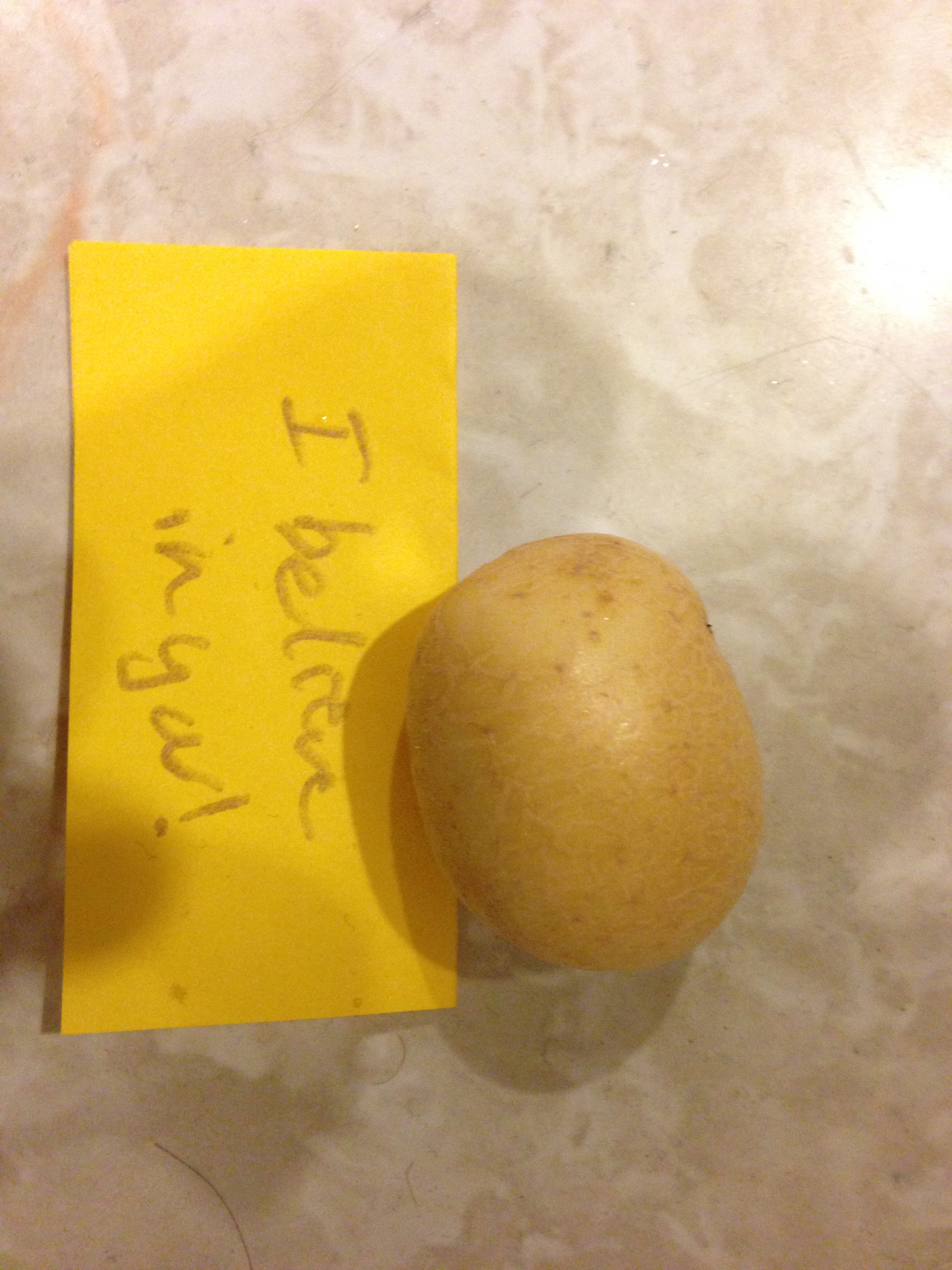 This tiny potato helped us through many a difficult time.  Its love is still with us.