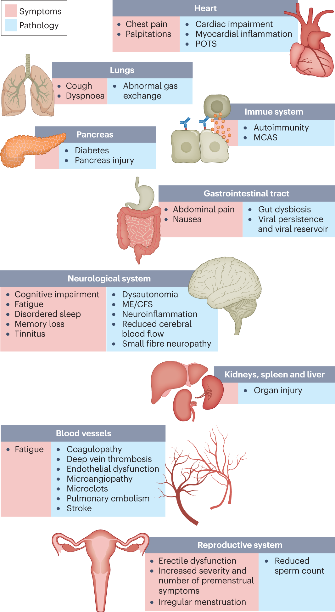 Long COVID effects.  Source: https://www.nature.com/articles/s41579-022-00846-2